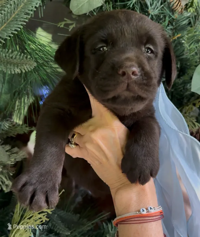 Sweet Boy💙 – Labrador Retriever puppy for sale in Blacksburg, VA