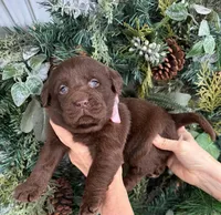 BEAUTY 🎄, a female Labrador Retriever for sale in Blacksburg, VA – Photo 1 of 2