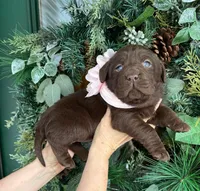 BEAUTY 🎄, a female Labrador Retriever for sale in Blacksburg, VA – Photo 2 of 2