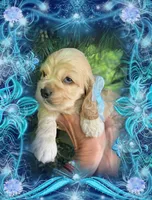 BUFF BABY BOY, a male Cocker Spaniel for sale in Blacksburg, VA – 2 of 3