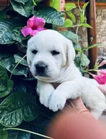 BEAUTY 💞, a female Labrador Retriever for sale in Blacksburg, VA – 2 of 3