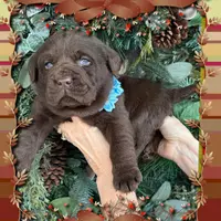 Handsome ☘️, a male Labrador Retriever for sale in Blacksburg, VA – 1 of 1