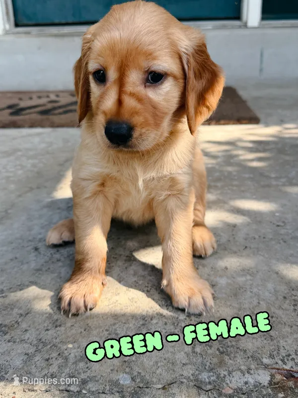 Green Female – Golden Retriever puppy for sale in Imperial, MO