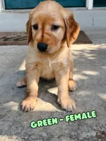 Green Female, a female Golden Retriever for sale in Imperial, MO – 1 of 3