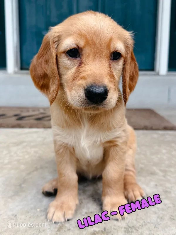 Lilac Female – Golden Retriever puppy for sale in Imperial, MO
