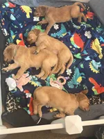 Light Blue Male, a male Golden Retriever for sale in Imperial, MO – 3 of 3