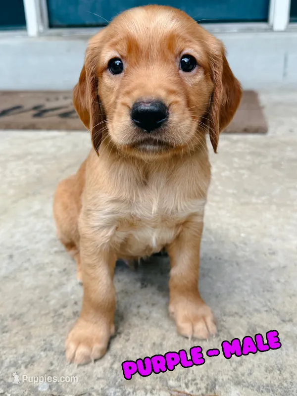 Purple Male – Golden Retriever puppy for sale in Imperial, MO