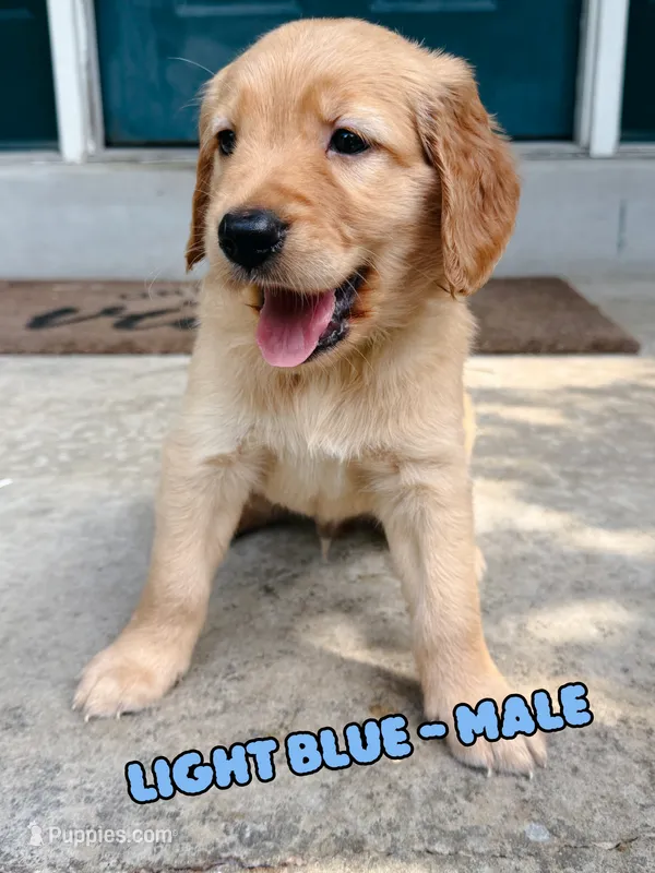 Light Blue Male – Golden Retriever puppy for sale in Imperial, MO