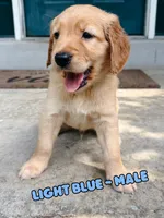 Light Blue Male, a male Golden Retriever for sale in Imperial, MO – 1 of 3