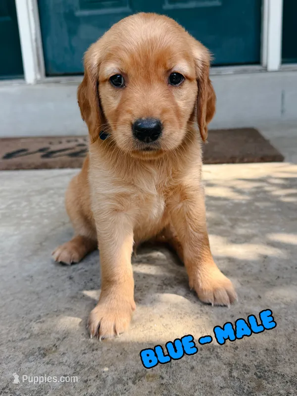 Blue Male – Golden Retriever puppy for sale in Imperial, MO