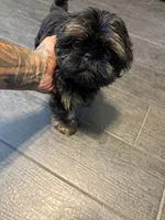 Bam Bam, a male Shih Tzu for sale in Bakersfield, CA – 2 of 6