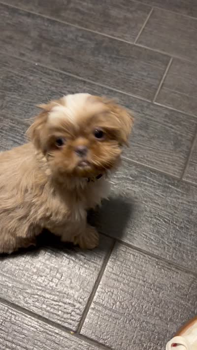 Bruno, a male Shih Tzu for sale in Bakersfield, CA – 3 of 6