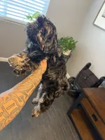 Bam Bam, a male Shih Tzu for sale in Bakersfield, CA – 3 of 6