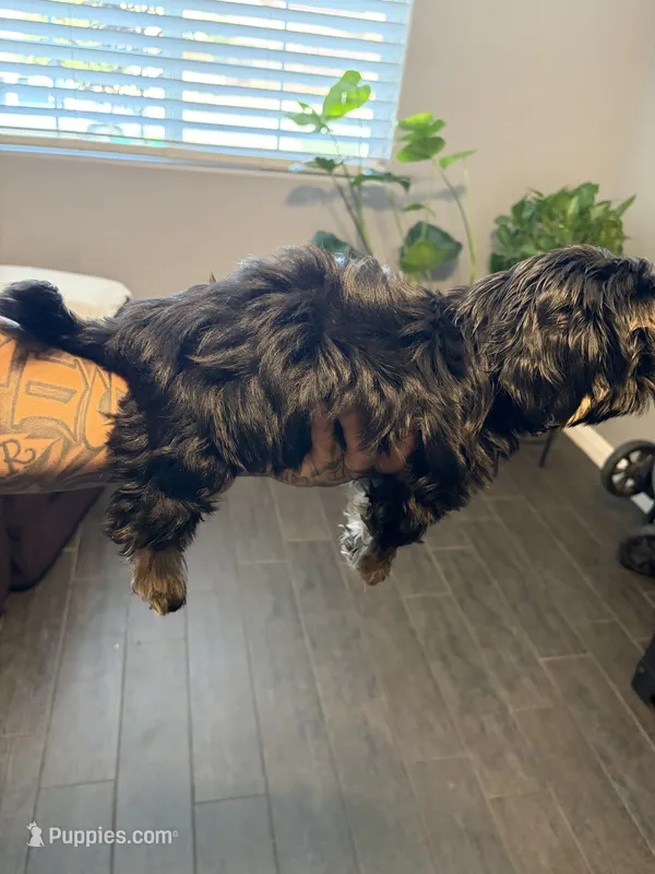 Bam Bam – Shih Tzu puppy for sale in Bakersfield, CA