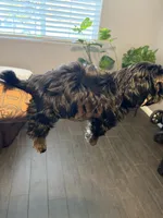 Bam Bam, a male Shih Tzu for sale in Bakersfield, CA – 1 of 6