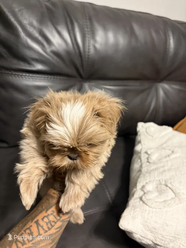 Bruno – Shih Tzu puppy for sale in Bakersfield, CA