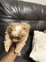 Bruno, a male Shih Tzu for sale in Bakersfield, CA – 1 of 6
