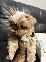Bruno, a male Shih Tzu for sale in Bakersfield, CA – 5 of 6