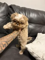 Bruno, a male Shih Tzu for sale in Bakersfield, CA – 4 of 6