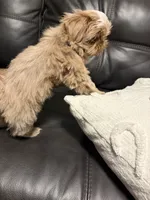 Bruno, a male Shih Tzu for sale in Bakersfield, CA – 6 of 6