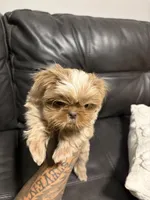 Bruno, a male Shih Tzu for sale in Bakersfield, CA – 2 of 6