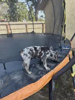 Nugget, a male French Bulldog for sale in Stockton, CA – 3 of 4