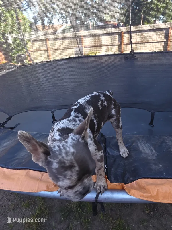 Nugget – French Bulldog puppy for sale in Stockton, CA