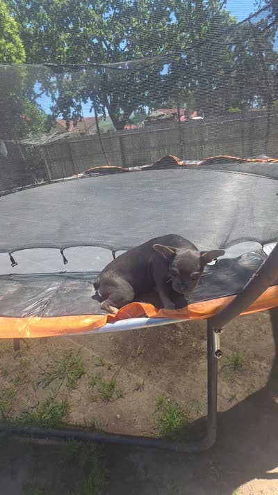 Pearl, a male French Bulldog for sale in Stockton, CA – 4 of 4