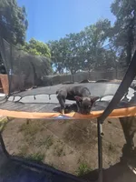 Pearl, a male French Bulldog for sale in Stockton, CA – 2 of 4
