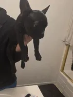 Shadow , a male French Bulldog for sale in Stockton, CA – 2 of 4