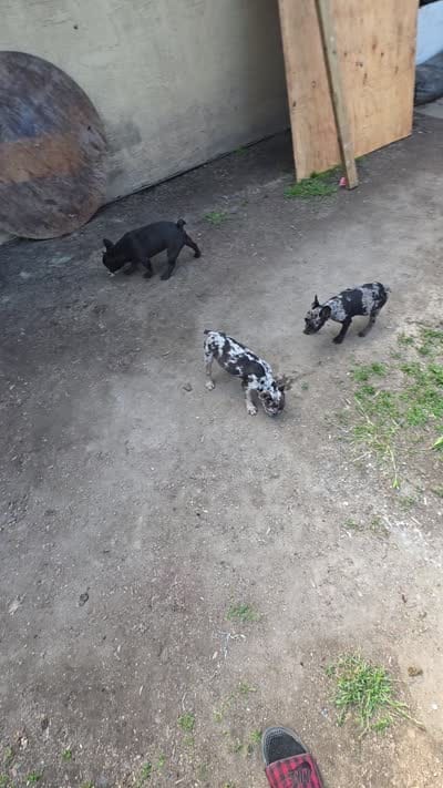 Shadow , a male French Bulldog for sale in Stockton, CA – 4 of 4