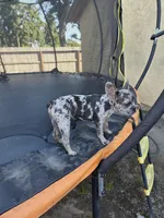 Nugget, a male French Bulldog for sale in Stockton, CA – 2 of 4