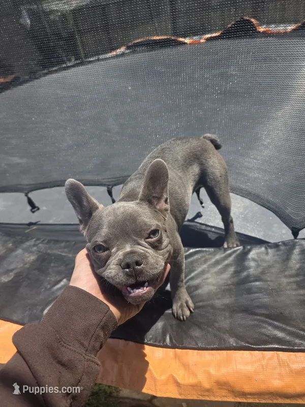 Frost – French Bulldog puppy for sale in Stockton, CA