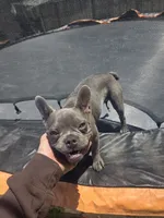 Frost, a male French Bulldog for sale in Stockton, CA – 1 of 2
