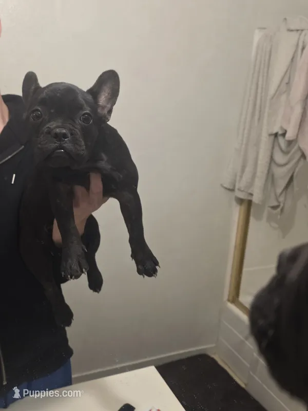 Shadow  – French Bulldog puppy for sale in Stockton, CA
