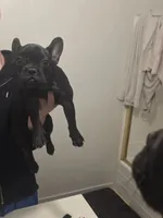 Shadow , a male French Bulldog for sale in Stockton, CA – 1 of 4