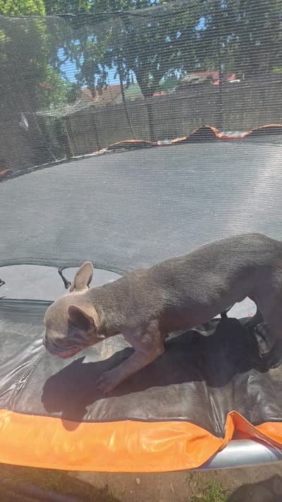 Frost, a male French Bulldog for sale in Stockton, CA – 2 of 2