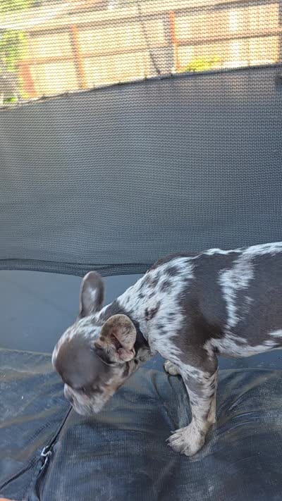 Nugget, a male French Bulldog for sale in Stockton, CA – 4 of 4