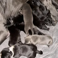 Black/White stubtail, a male Australian Shepherd and Great Dane for sale in Tulsa, OK – Photo 5 of 6