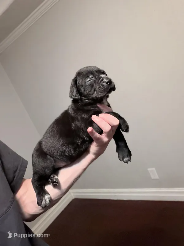 Black/White stubtail