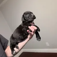 Black/White stubtail, a male Australian Shepherd and Great Dane for sale in Tulsa, OK – Photo 1 of 6