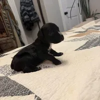 Black/White stubtail, a male Australian Shepherd and Great Dane for sale in Tulsa, OK – Photo 4 of 6