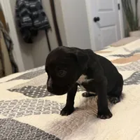 Black/White stubtail, a male Australian Shepherd and Great Dane for sale in Tulsa, OK – Photo 3 of 6