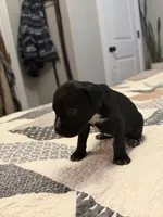 Black/White, a male Australian Shepherd and Great Dane for sale in Tulsa, OK – Photo 1 of 4