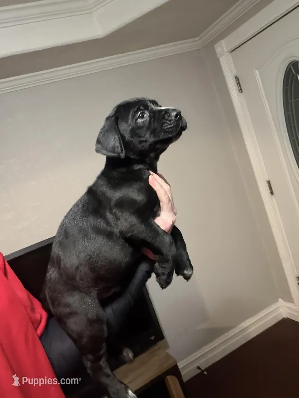 Black/White stubtail – Australian Shepherd, Great Dane puppy for sale in Tulsa, OK