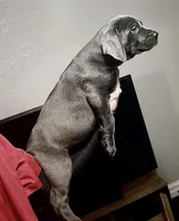 Dobby, a male Australian Shepherd and Great Dane for sale in Tulsa, OK – Photo 2 of 5