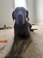 Dobby, a male Australian Shepherd and Great Dane for sale in Tulsa, OK – Photo 5 of 5