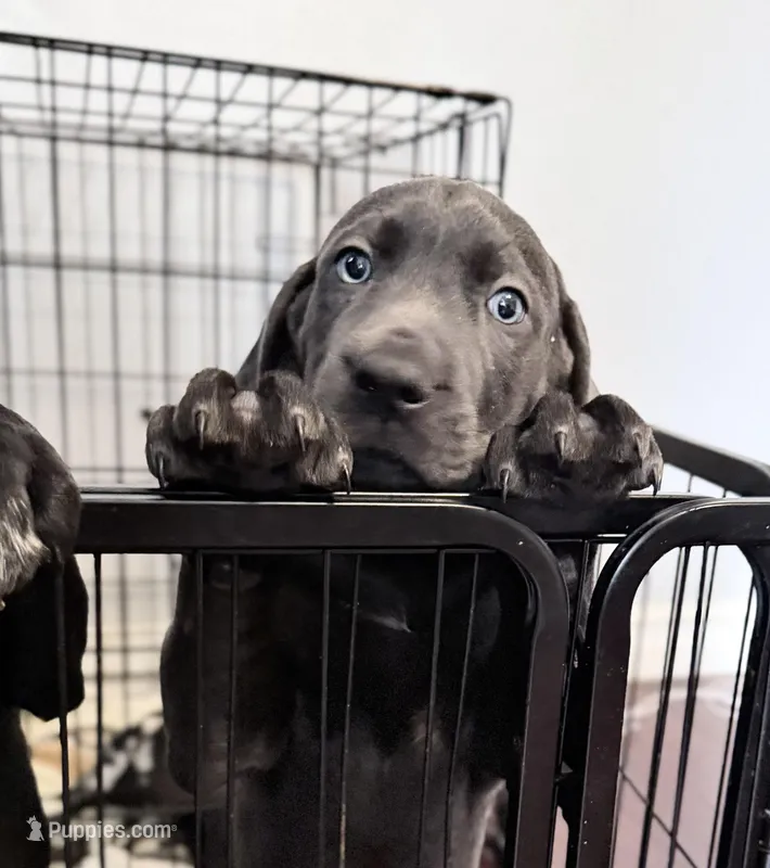 Dobby – Australian Shepherd, Great Dane puppy for sale in Tulsa, OK