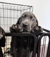 Dobby, a male Australian Shepherd and Great Dane for sale in Tulsa, OK – Photo 1 of 5