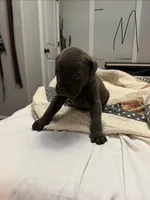 All Blue, a male Australian Shepherd and Great Dane for sale in Tulsa, OK – Photo 2 of 4